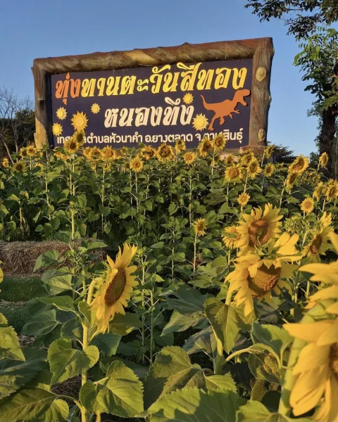 ทุ่งทานตะวันสีทอง "หนองทึง" ภาพที่ 1